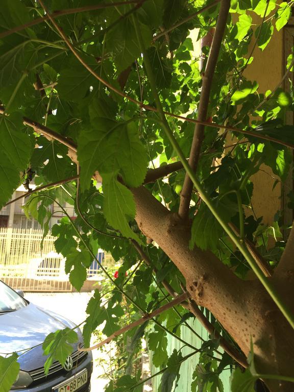 Vilele Liliana Navodari Dış mekan fotoğraf