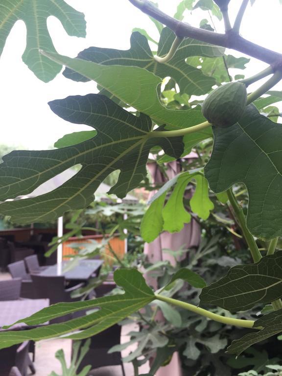 Vilele Liliana Navodari Dış mekan fotoğraf